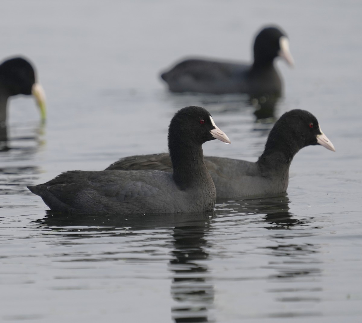 Eurasian Coot - Ethan Skinner