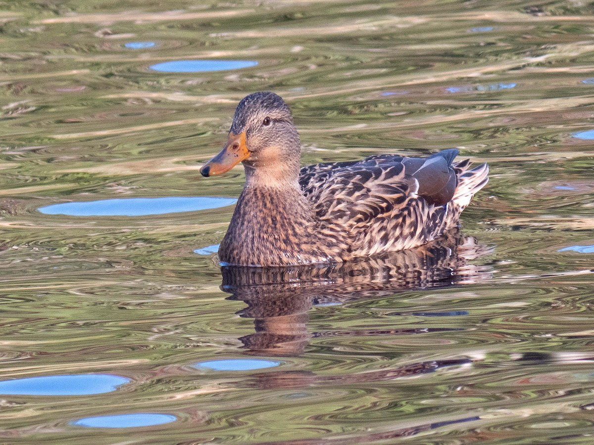 Mallard - ML610659998