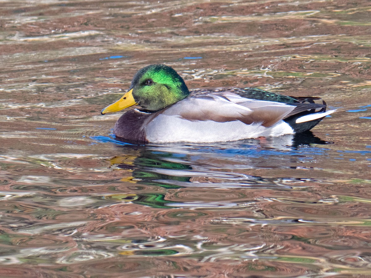 Mallard - ML610659999