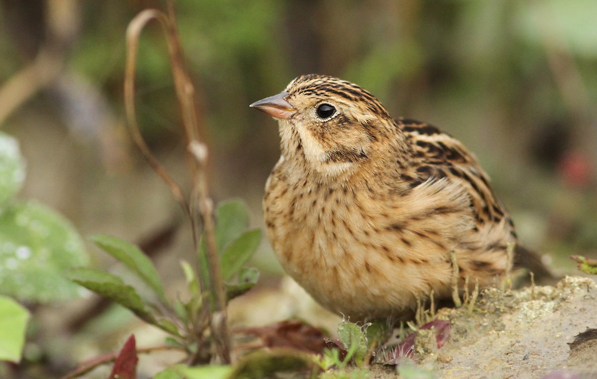 Smith's Longspur - ML61066001