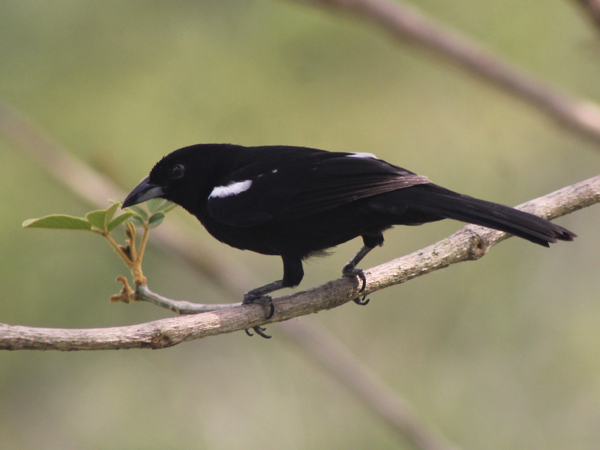 White-shouldered Tanager - ML610660054