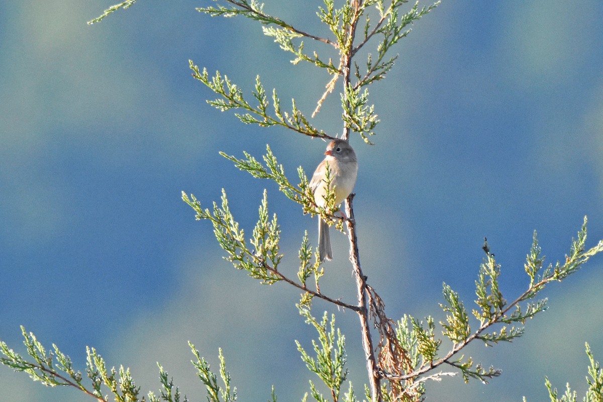 Field Sparrow - Pamela Scrima