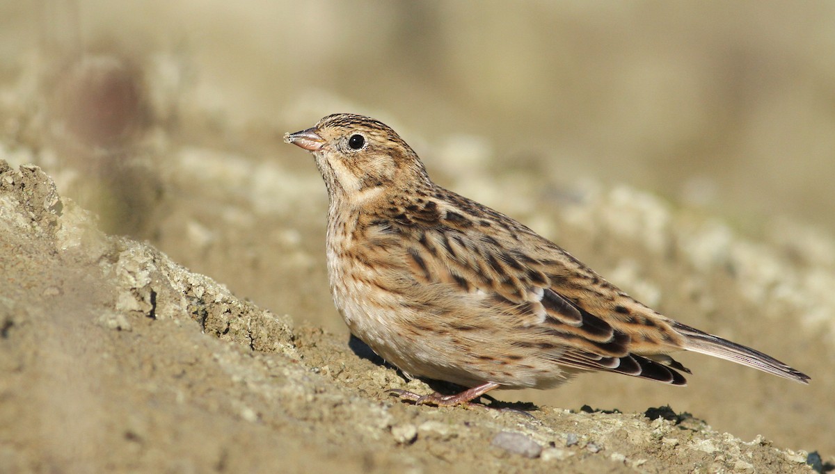 Smith's Longspur - ML61066011