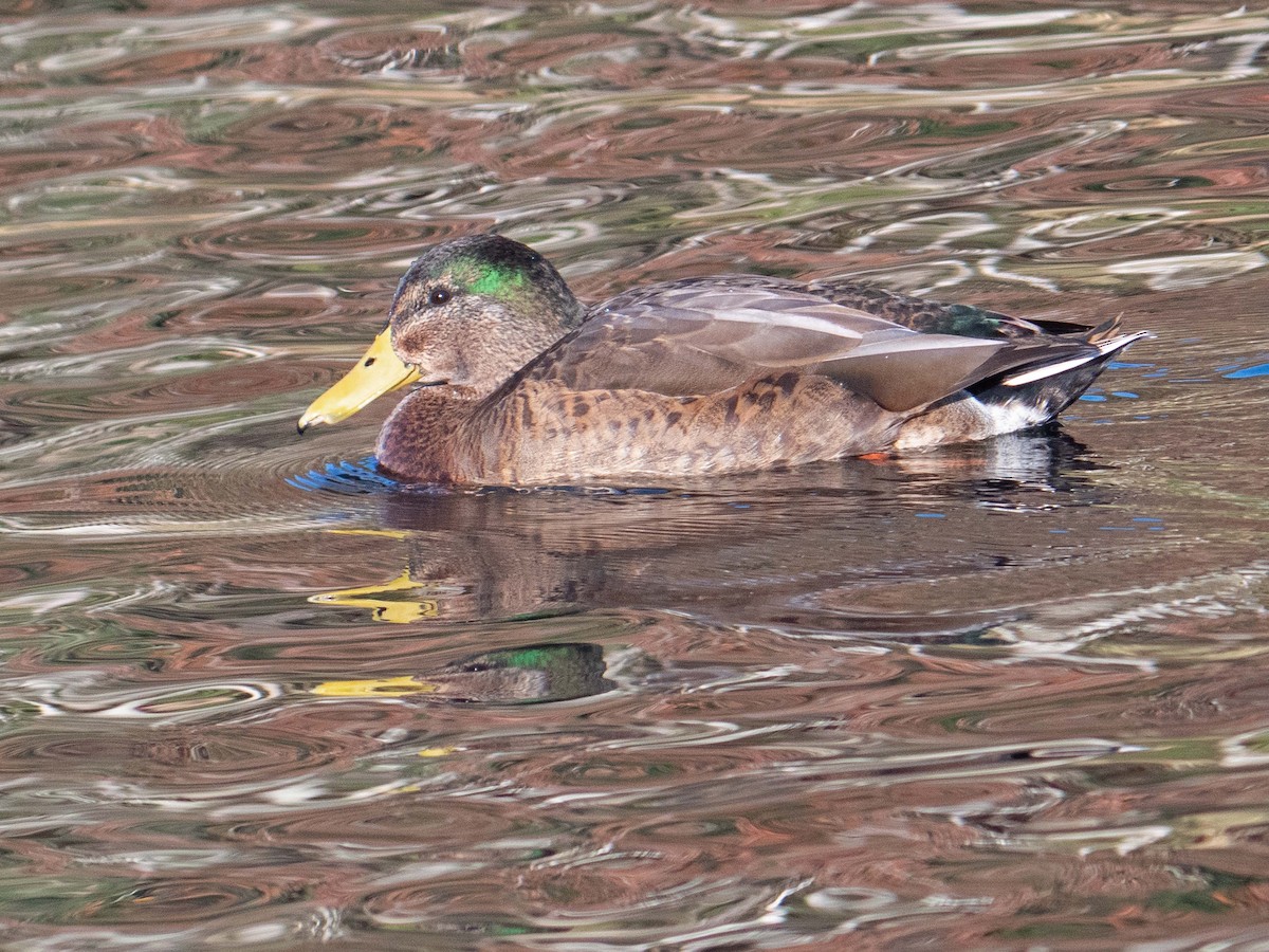 Mallard x American Black Duck (hybrid) - ML610660131