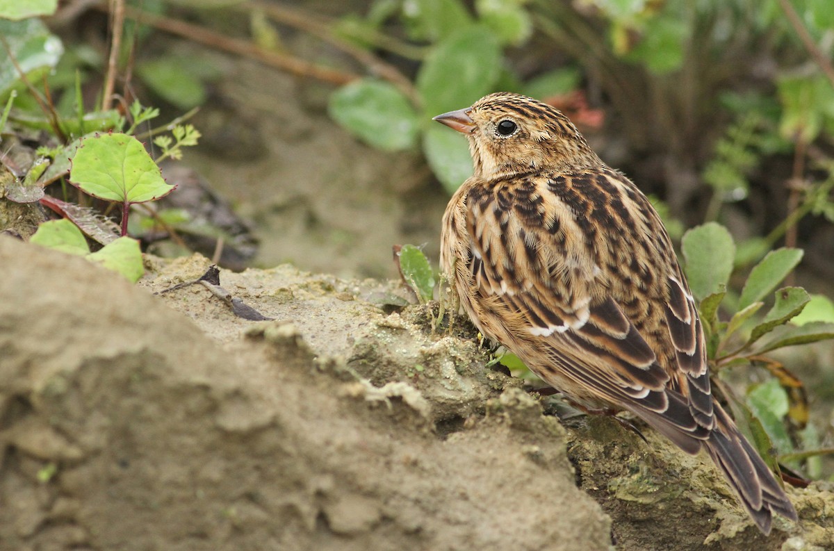 Smith's Longspur - ML61066021