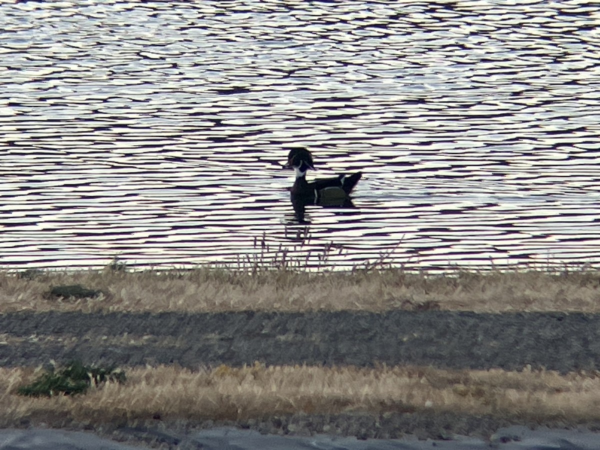 Wood Duck - ML610660263