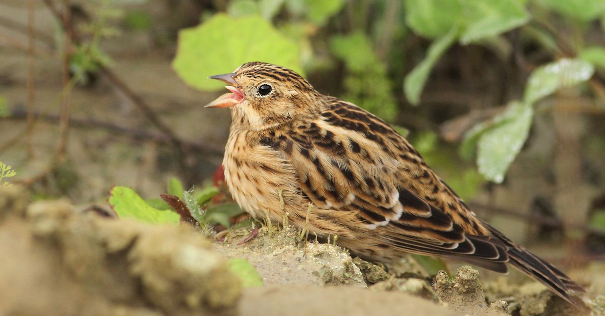 Smith's Longspur - ML61066031