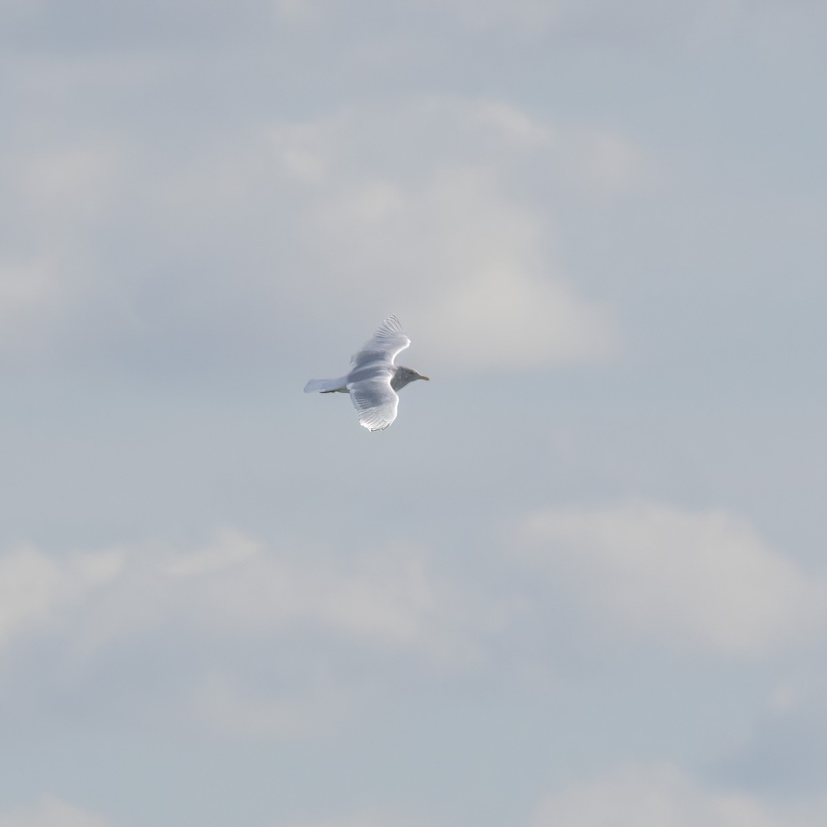 Iceland Gull - ML610660332