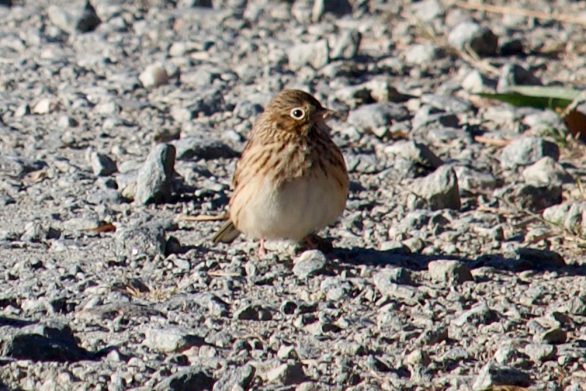 Vesper Sparrow - ML610660346