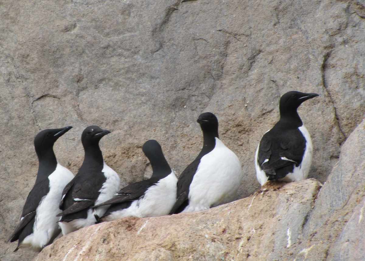 Thick-billed Murre - Robert Martin