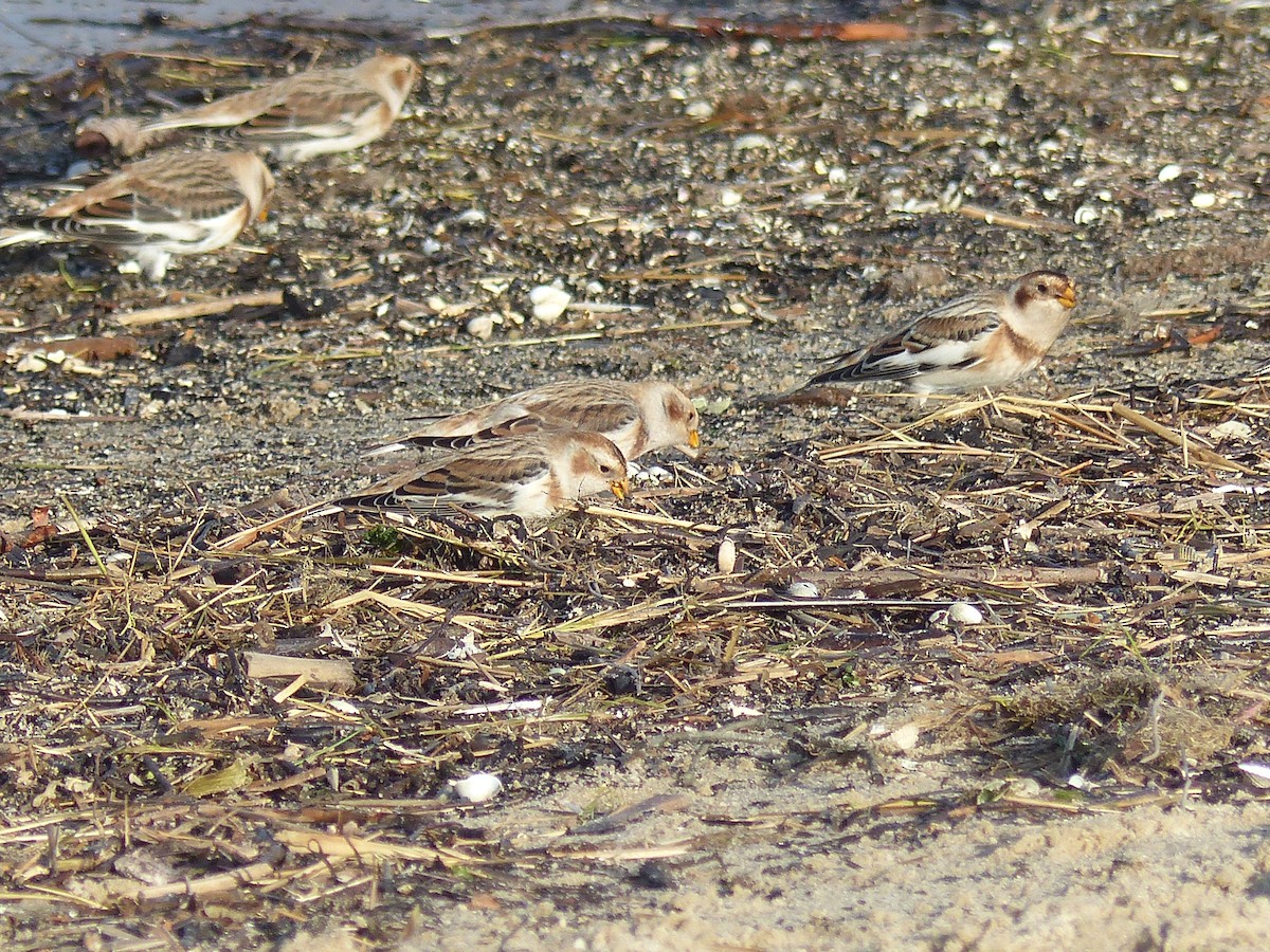 Цасч хөмрөг - ML610660386