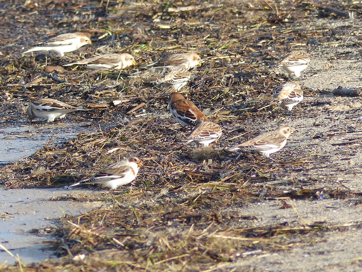 Цасч хөмрөг - ML610660387