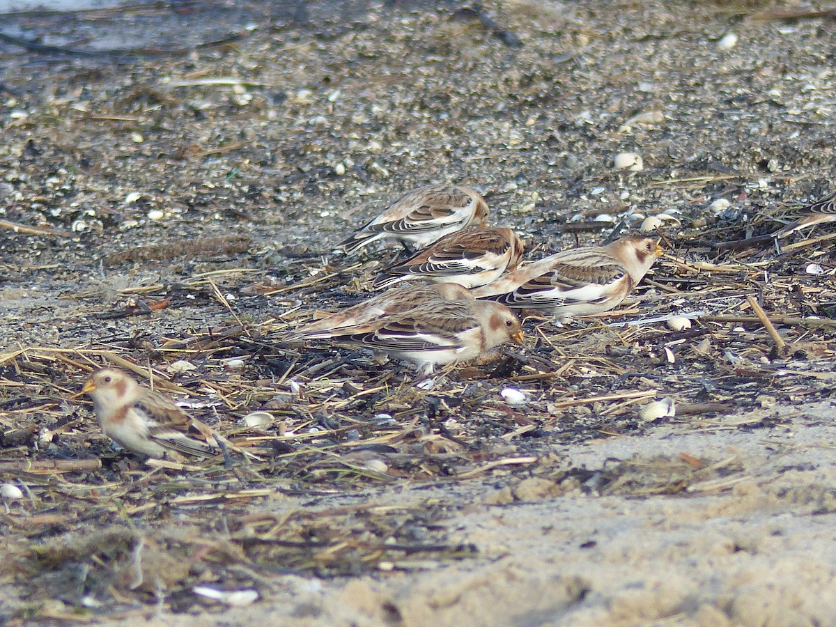 Цасч хөмрөг - ML610660388