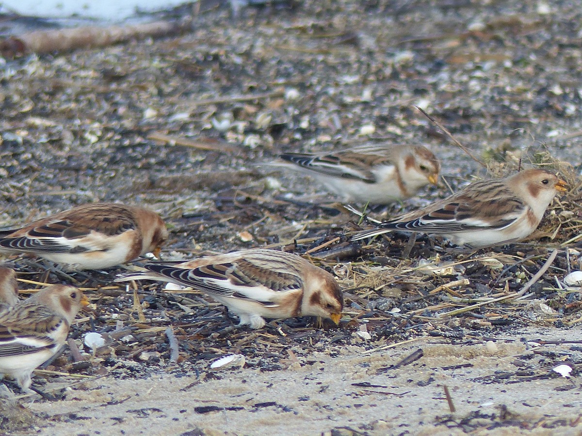 Цасч хөмрөг - ML610660389