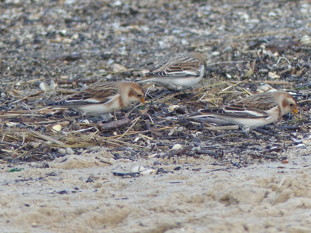 Цасч хөмрөг - ML610660390