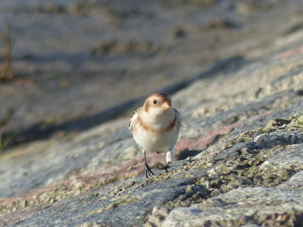 Цасч хөмрөг - ML610660405