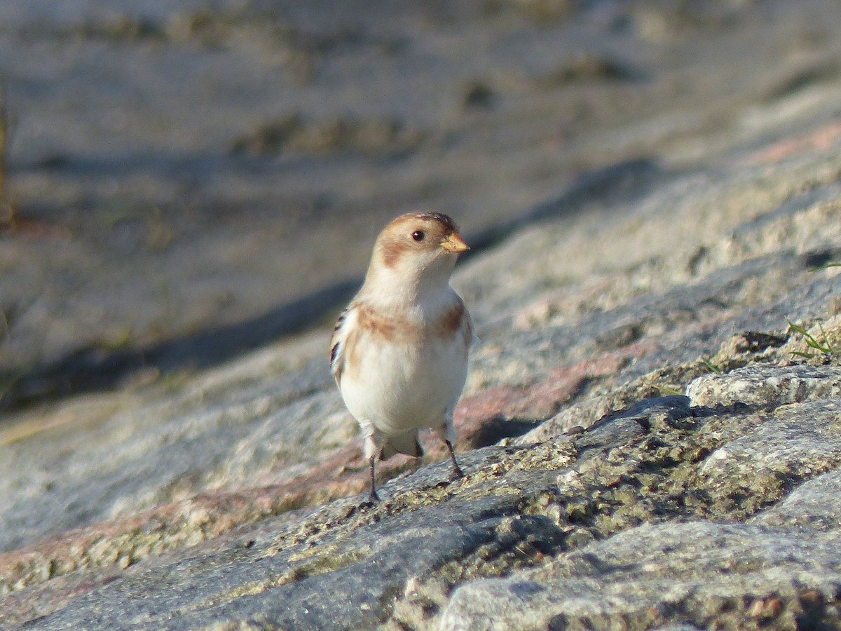 Цасч хөмрөг - ML610660406