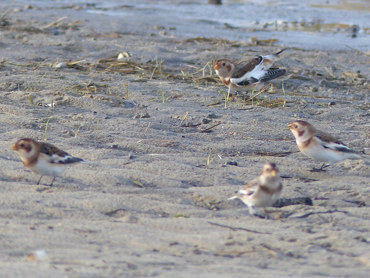 Цасч хөмрөг - ML610660419