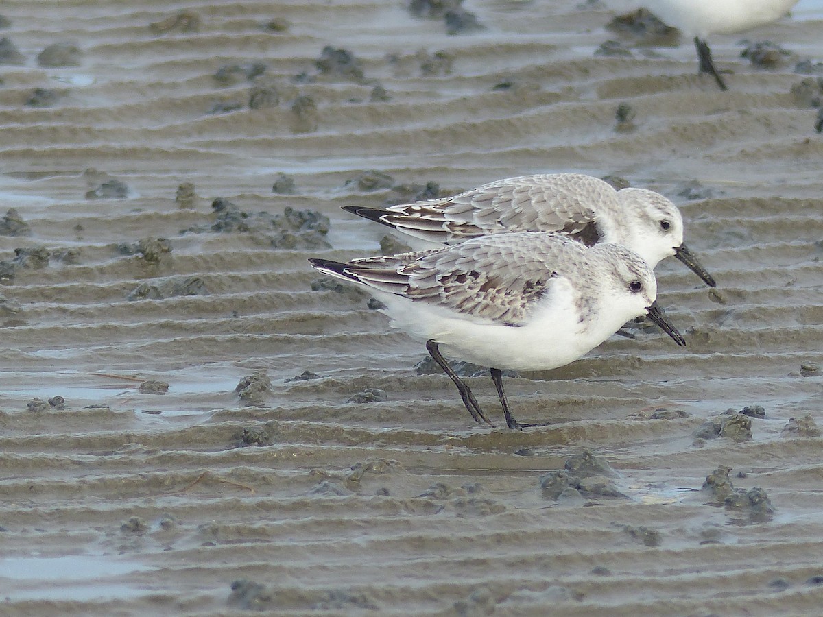 Bécasseau sanderling - ML610660440