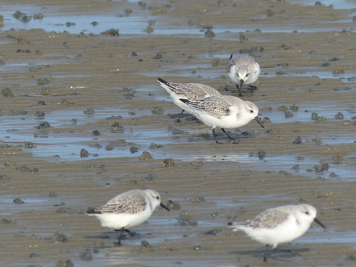 Bécasseau sanderling - ML610660442