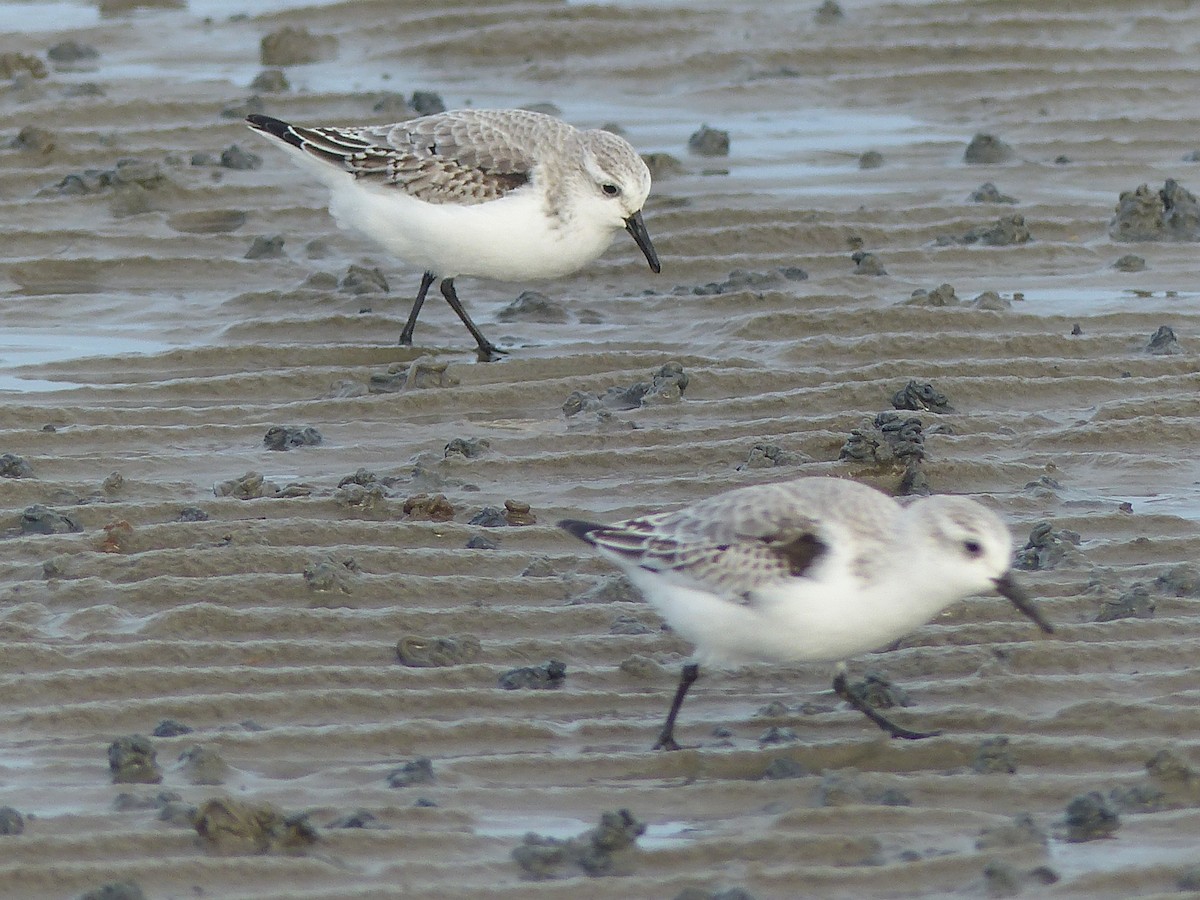 Sanderling - ML610660443