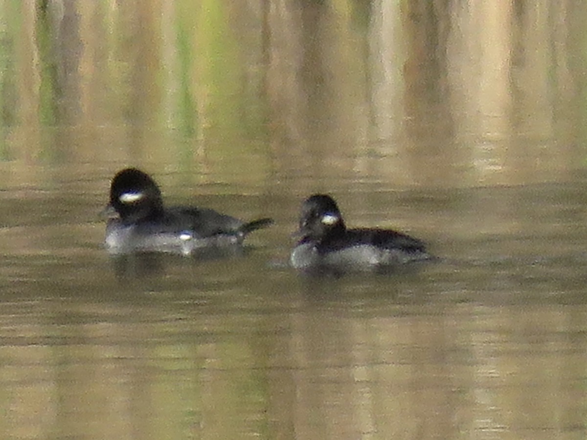 Bufflehead - ML610660470