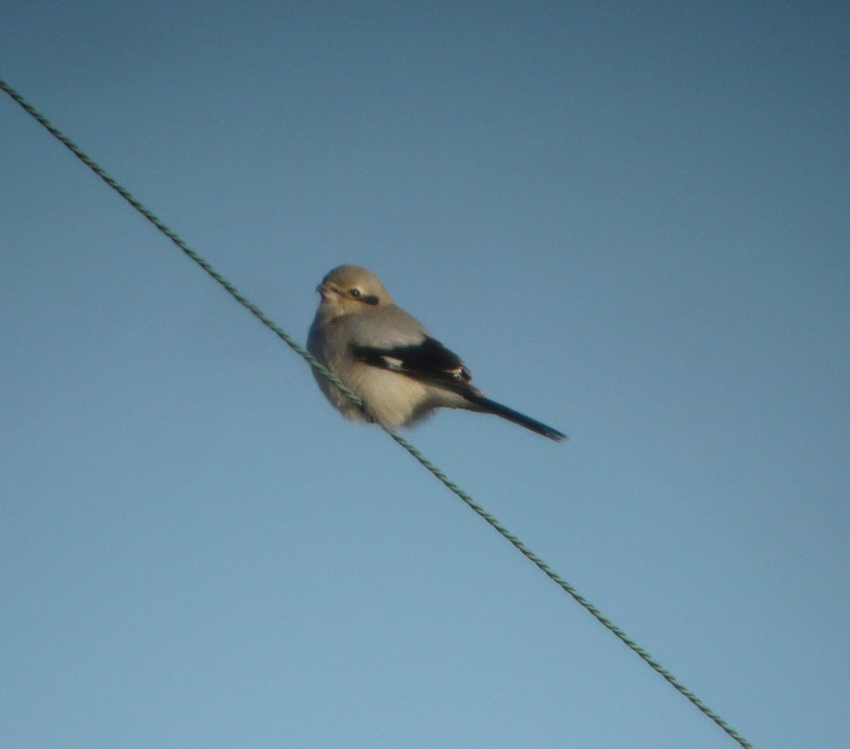 Northern Shrike - Doug Willis