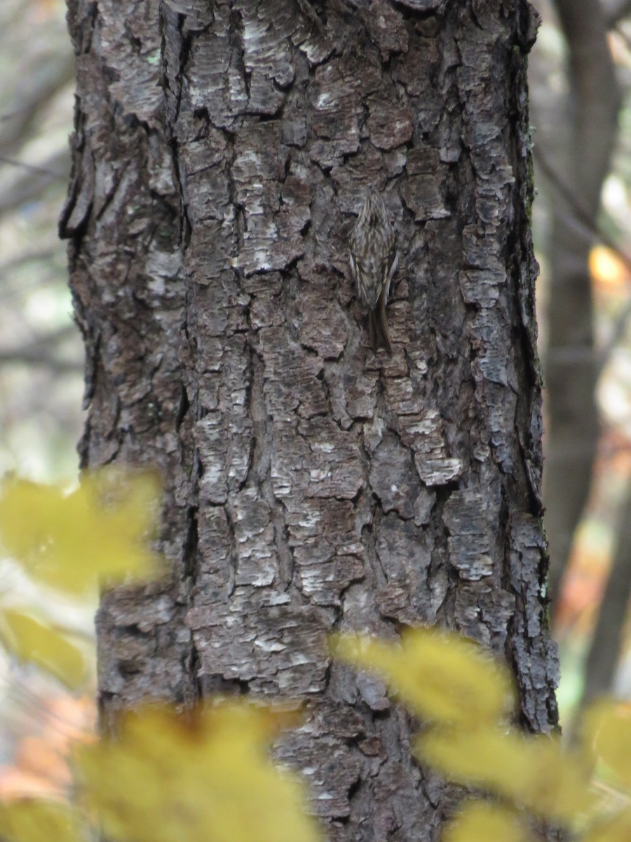 Brown Creeper - ML610660650