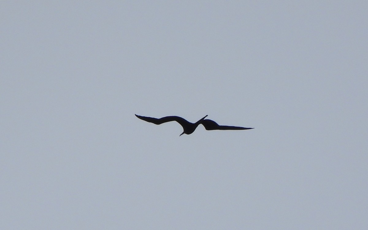 Magnificent Frigatebird - ML610660711