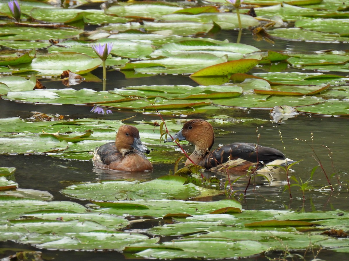 Fulvous Whistling-Duck - ML610660818