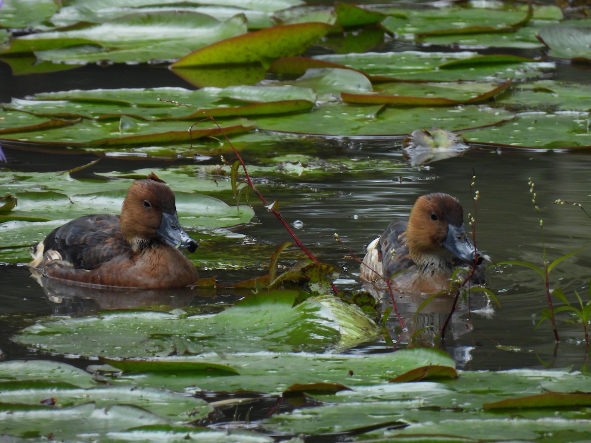 Fulvous Whistling-Duck - ML610660820