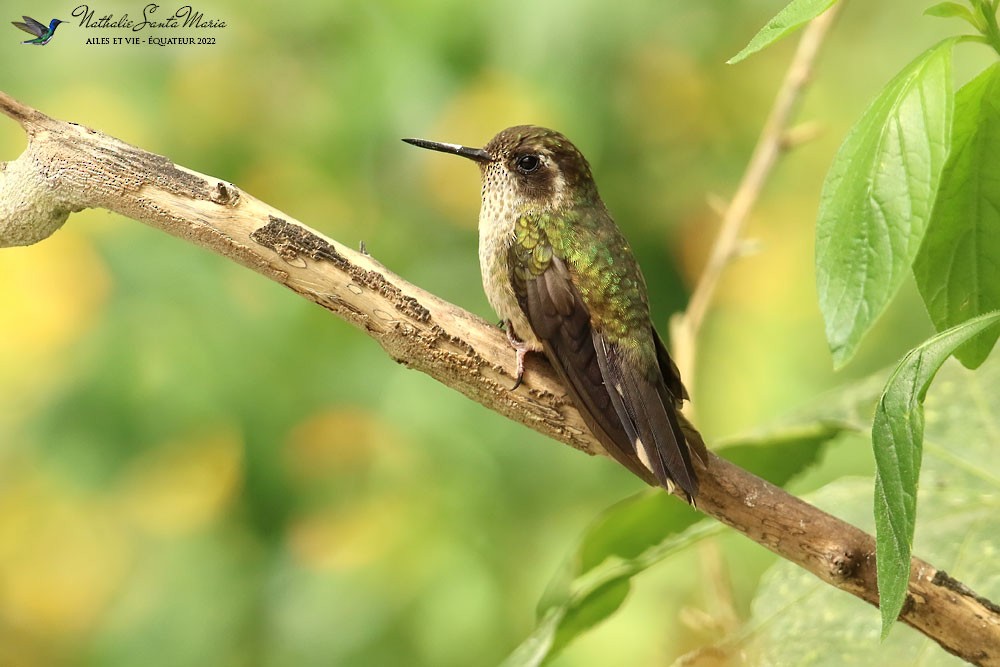 Speckled Hummingbird - Nathalie SANTA MARIA