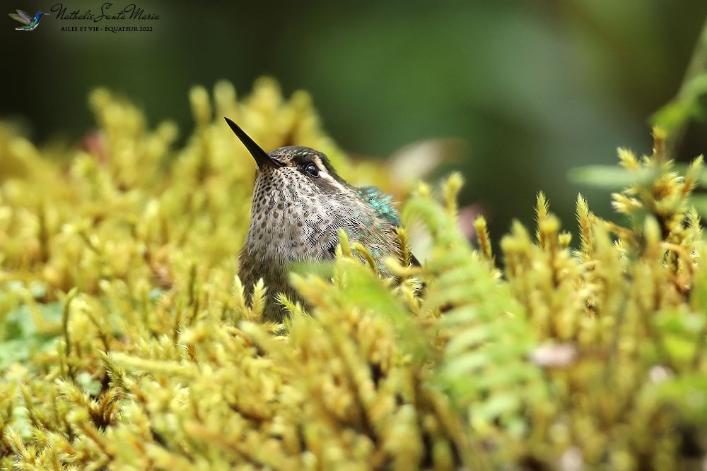 Speckled Hummingbird - ML610660886