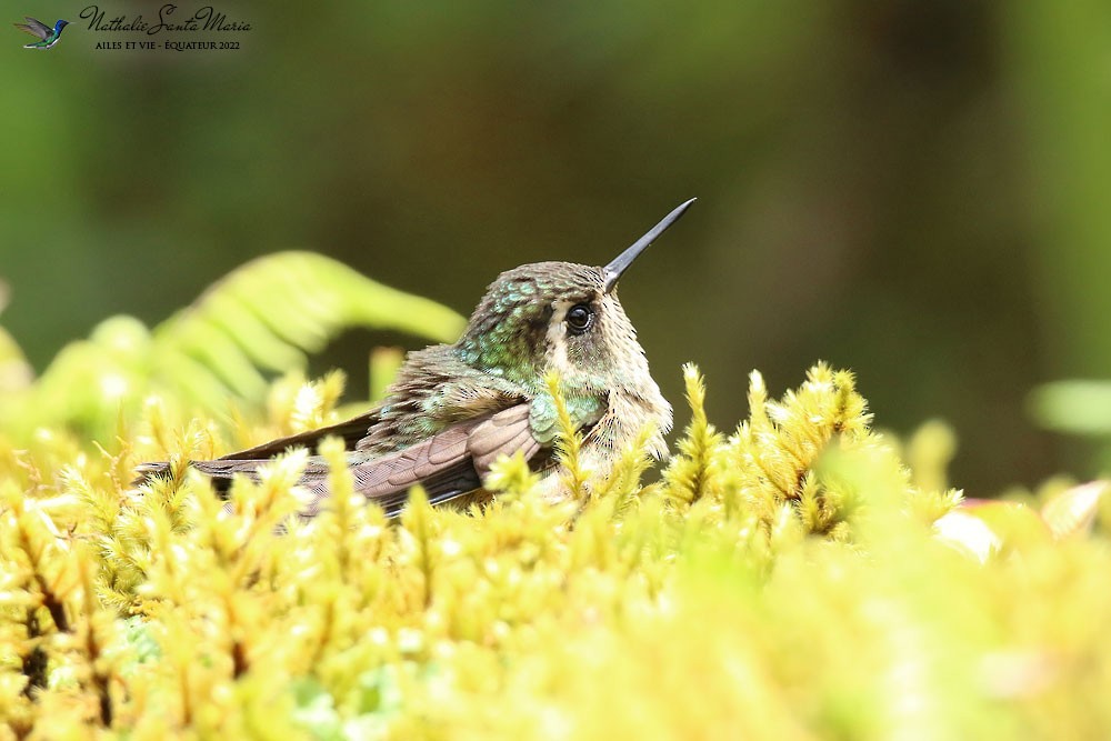 Speckled Hummingbird - ML610660887