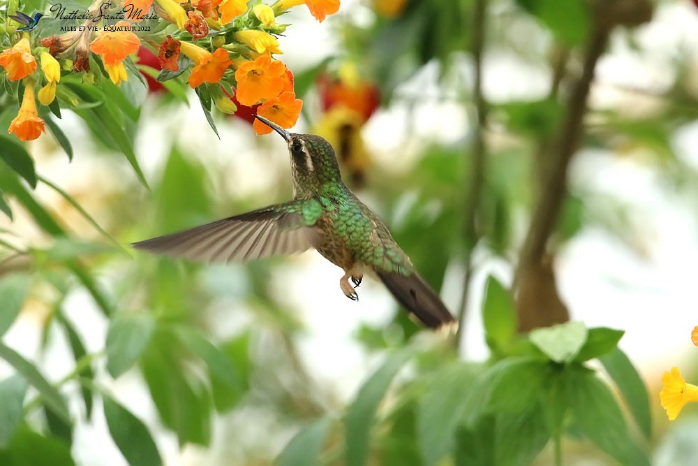 Speckled Hummingbird - ML610660894