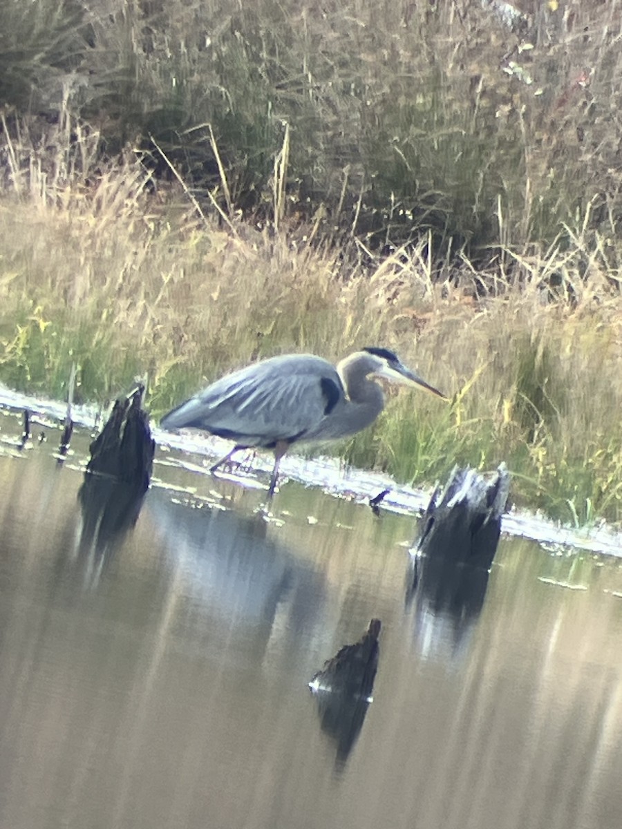 Garza Azulada - ML610660907