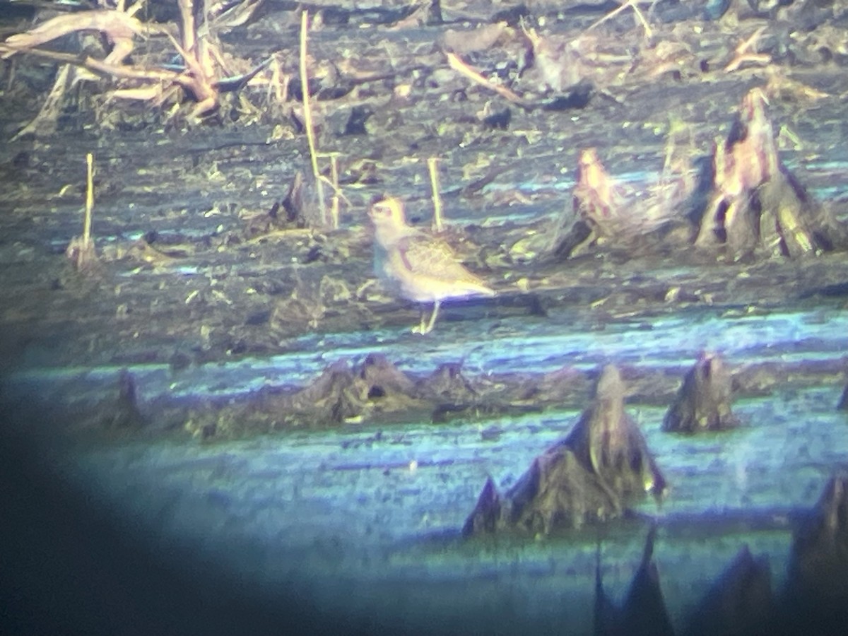 American Golden-Plover - ML610660942