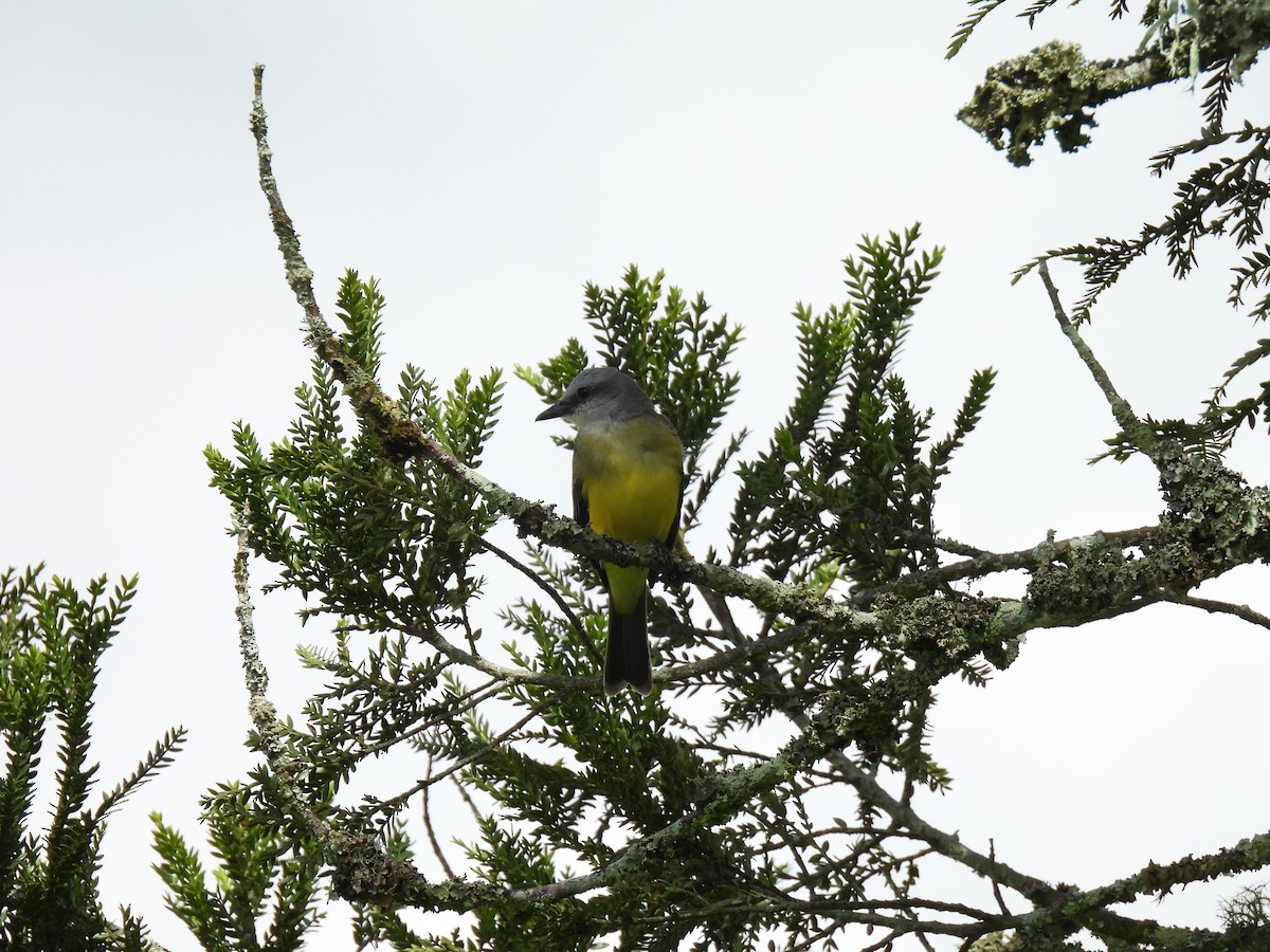Tropical Kingbird - ML610660950