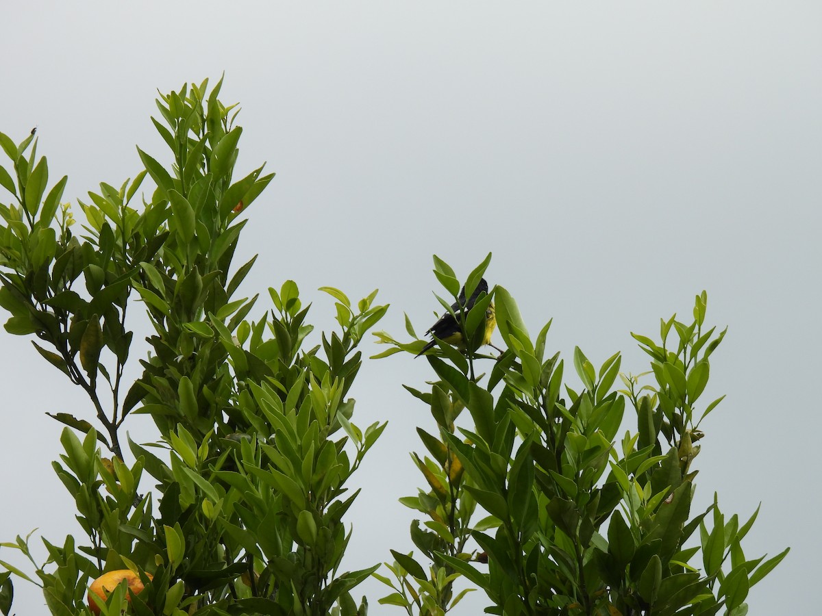 Lesser Goldfinch - ML610660954