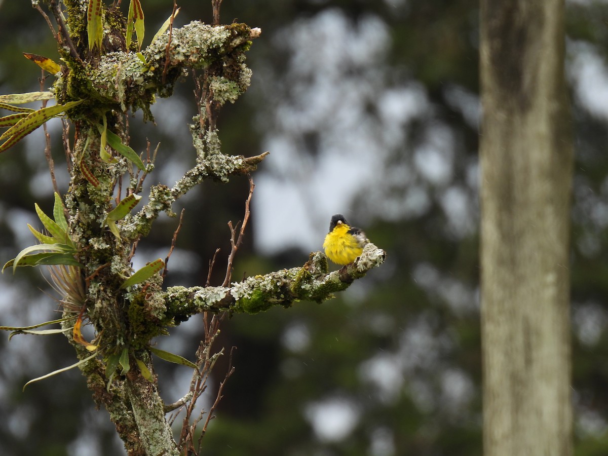 Lesser Goldfinch - ML610660955