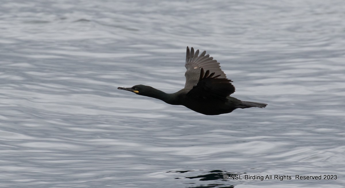 Cormorán Moñudo - ML610661001