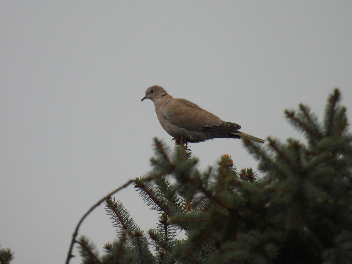 Eurasian Collared-Dove - ML610661011