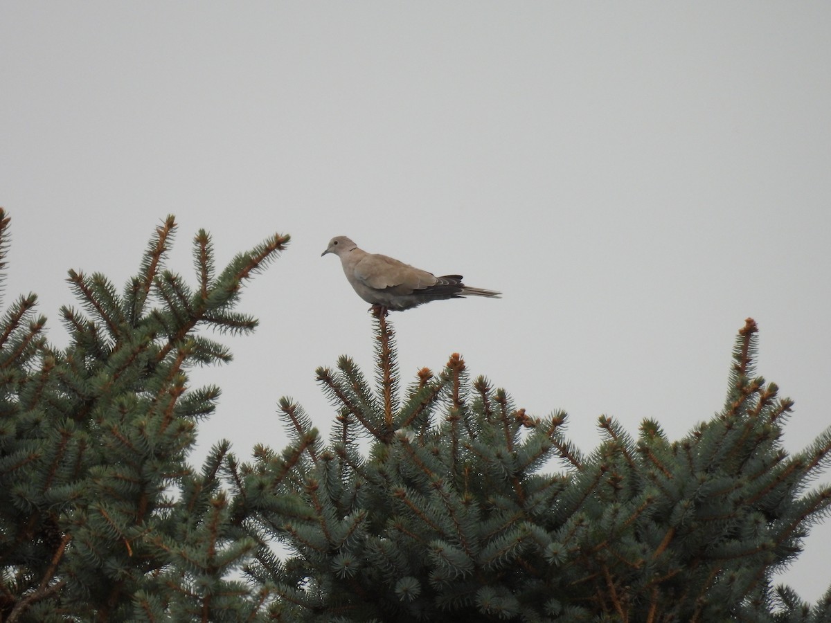 Eurasian Collared-Dove - Aiden Saari