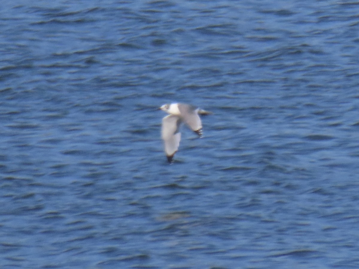 Franklin's Gull - ML610661071