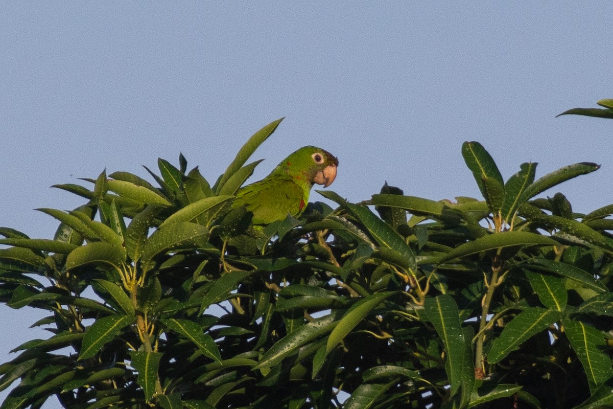 White-eyed Parakeet - ML610661132