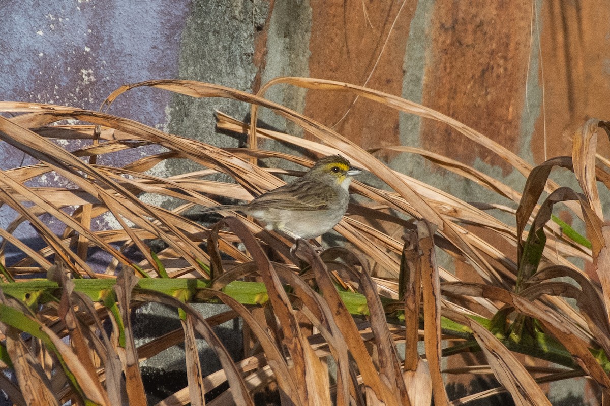 Yellow-browed Sparrow - ML610661135