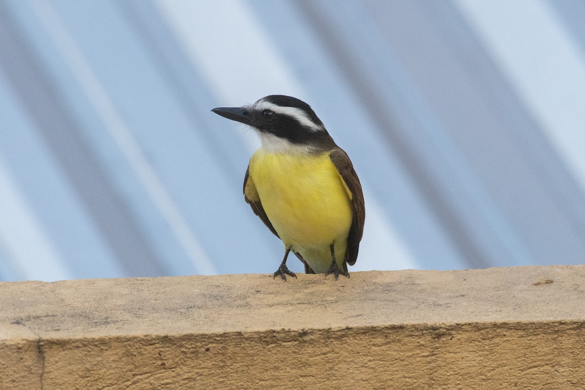 Great Kiskadee - Cody Limber