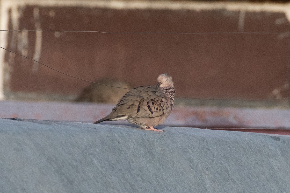 Common Ground Dove - ML610661170