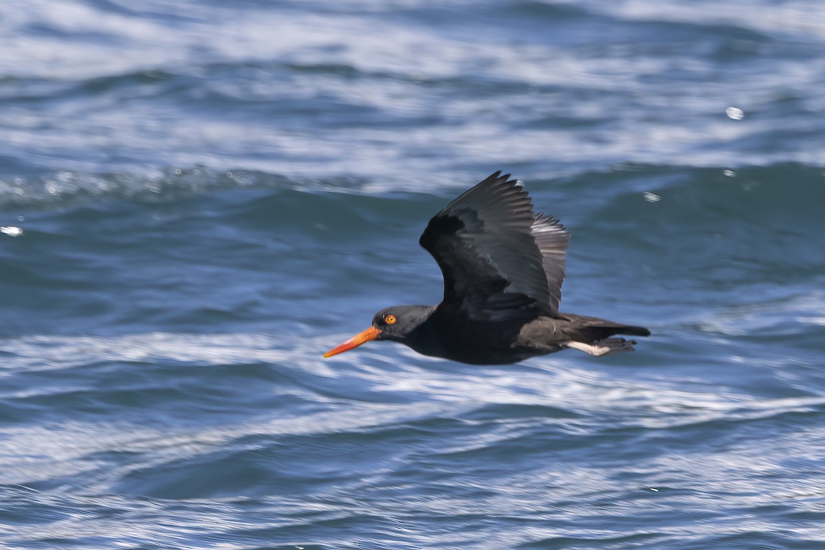 Black Oystercatcher - ML610661186