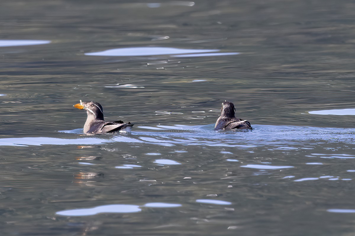 Rhinoceros Auklet - ML610661203